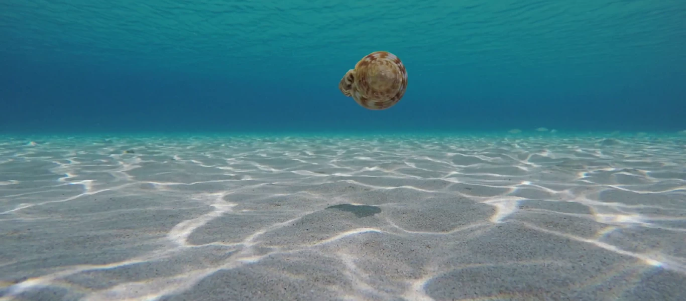 Τα «μυστικά» των ελληνικών θαλασσών – Είδη που δεν φανταζόμαστε ζουν μονίμως στα νερά της χώρας μας